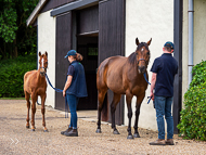 KS300622-80 - Cupboard Love & foal by Territories